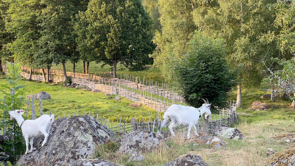 getter går i en hage